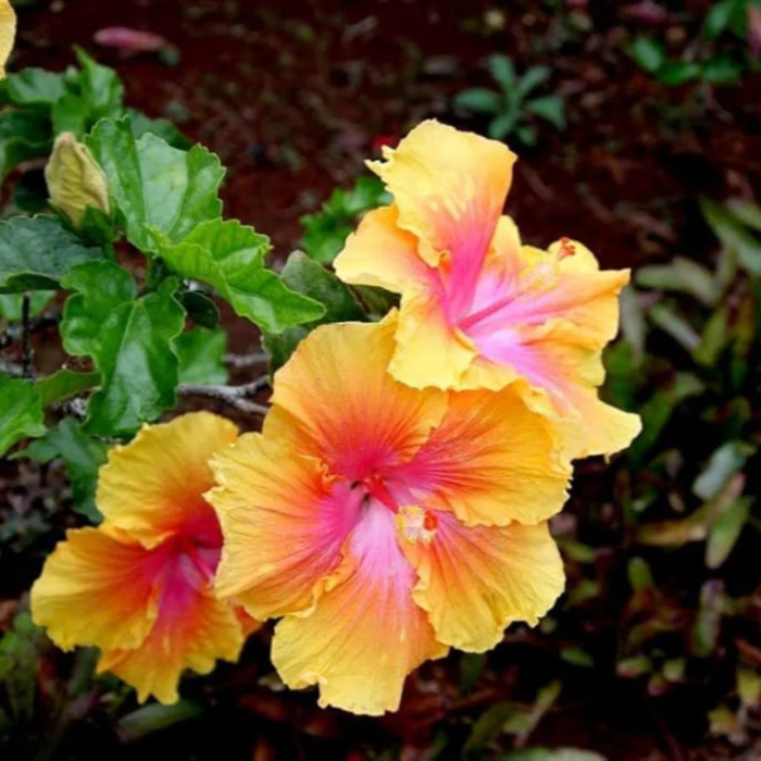 Hibiscus Seeds – Tropical Yellow Pink
