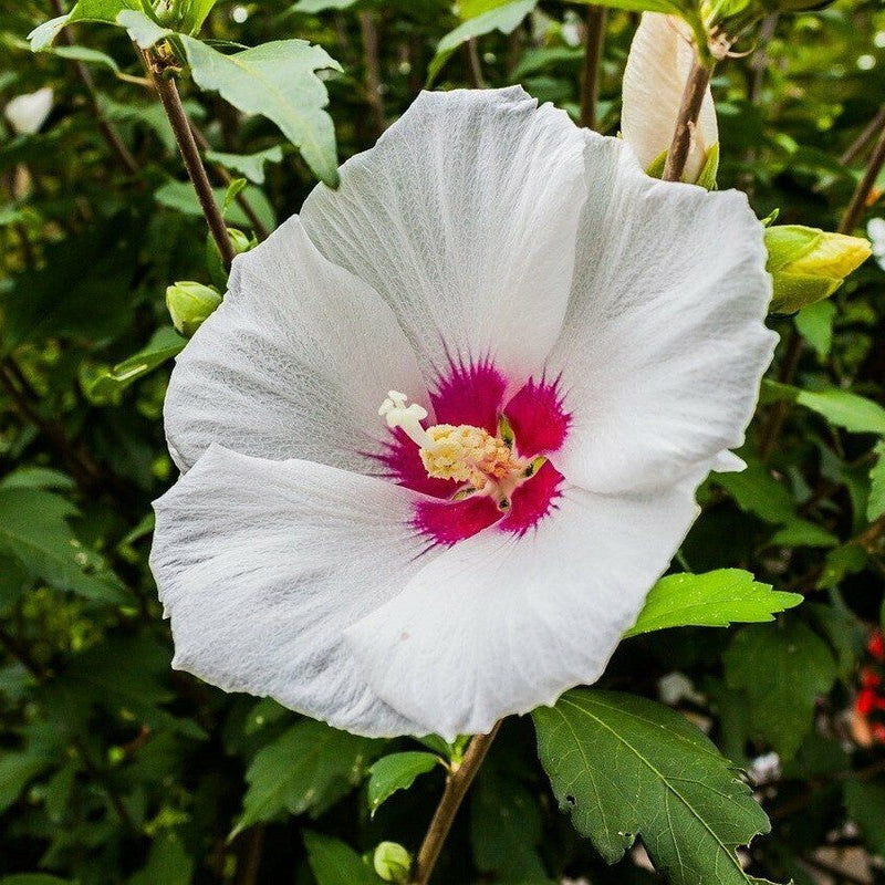 Hibiscus Seeds – White Eye

