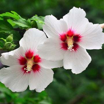 Hibiscus Seeds – White & Hot Pink

