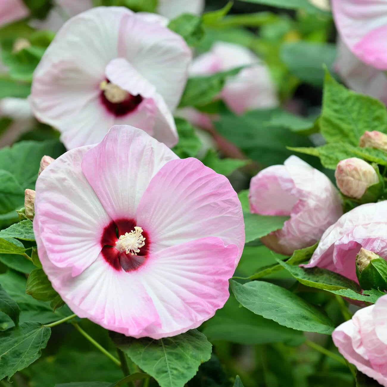 Hibiscus Seeds – White & Hot Pink
