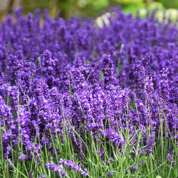 Hidcote Lavender Seeds