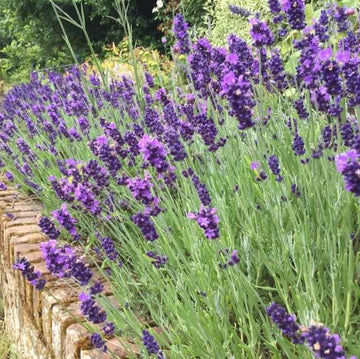 Hidcote Lavender Seeds