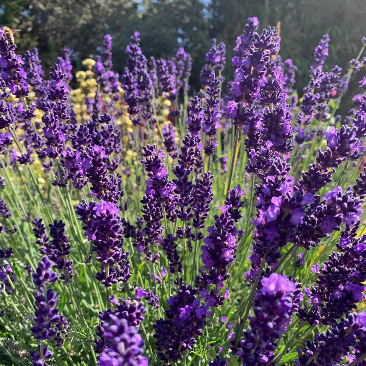 Hidcote Lavender Seeds