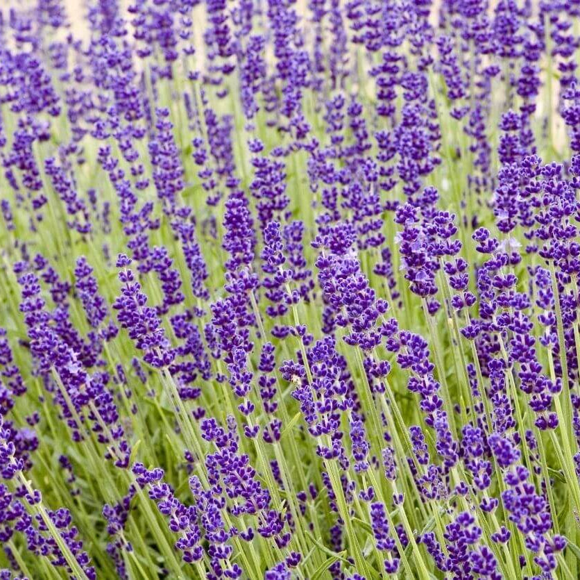 Hidcote Lavender Seeds
