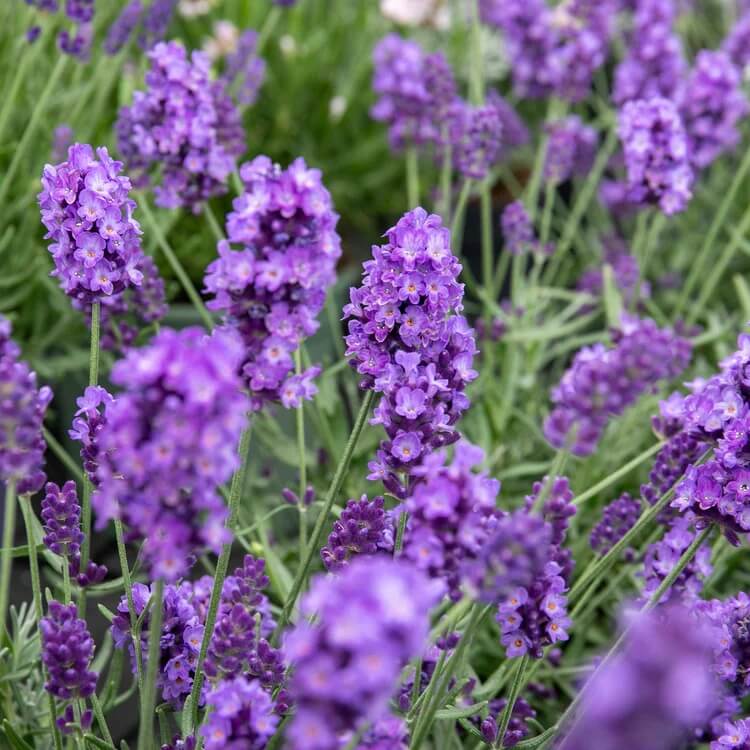 Hidcote Lavender Seeds
