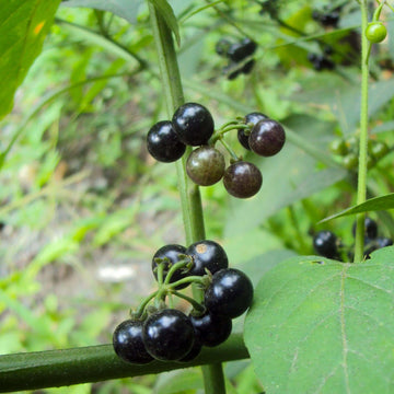 Hierba De Mora Seeds - Herbal Plant