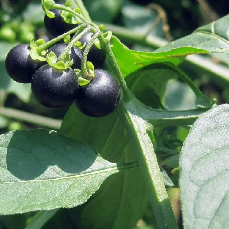 Hierba De Mora Seeds - Herbal Plant