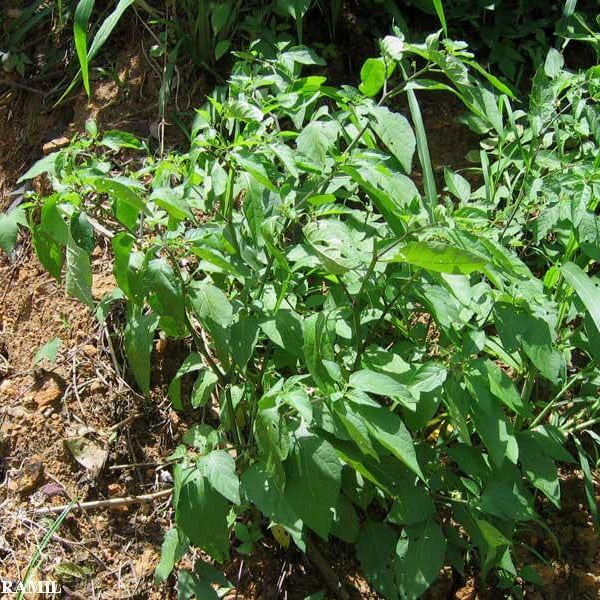 Hierba De Mora Seeds - Herbal Plant