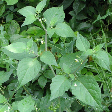 Hierba Mora Seeds - Herbal Plant