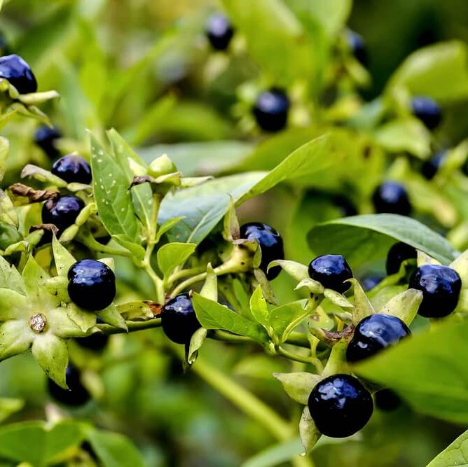 Hierba Mora Seeds - Herbal Plant