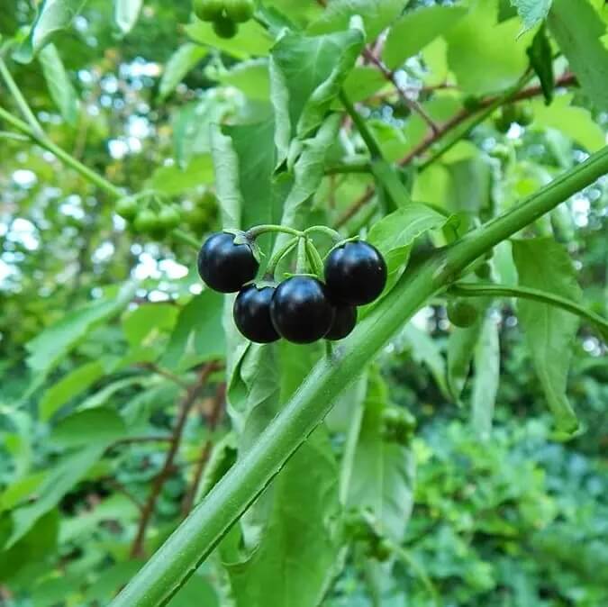 Hierba Mora Seeds - Herbal Plant