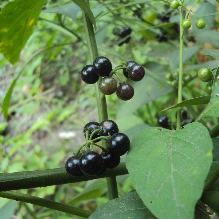 Hierba Mora Seeds - Herbal Plant