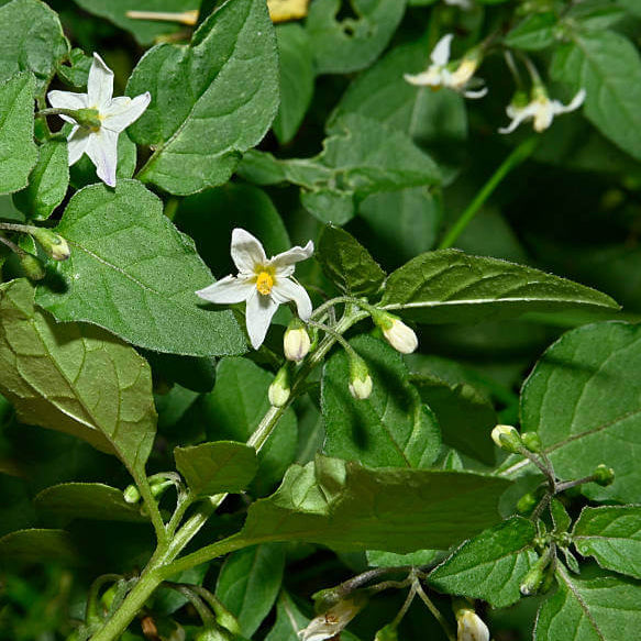 Hierba Mora Seeds For Planting - Herbal Plant