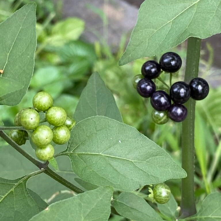 Hierba Mora Seeds For Planting - Herbal Plant