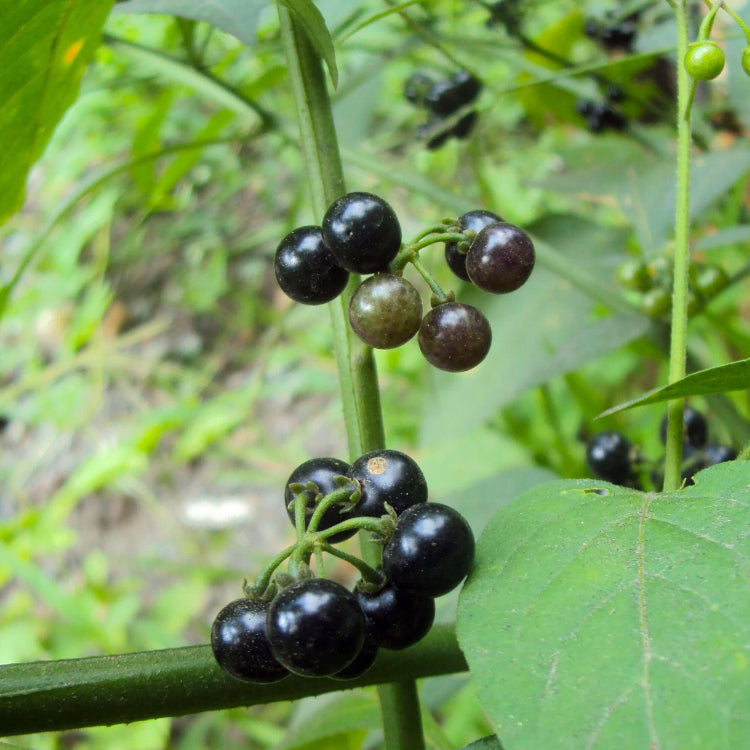 Hierba Mora Seeds For Planting - Herbal Plant