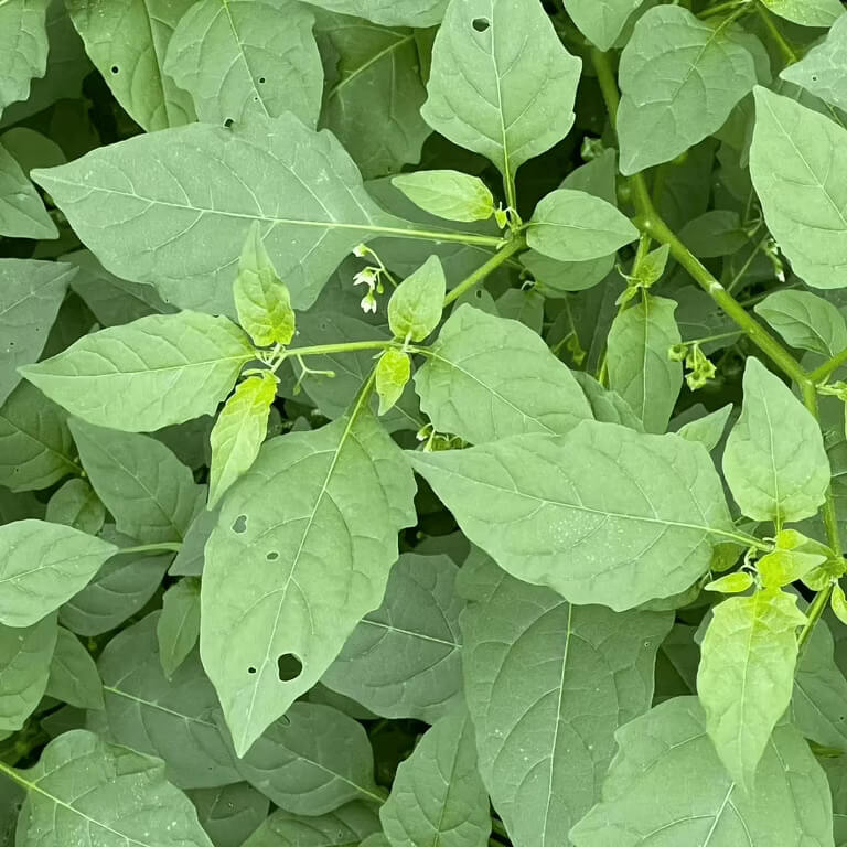 Hierba Mora Seeds For Planting - Herbal Plant
