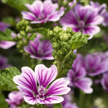 High Mallow Seeds – Tall
