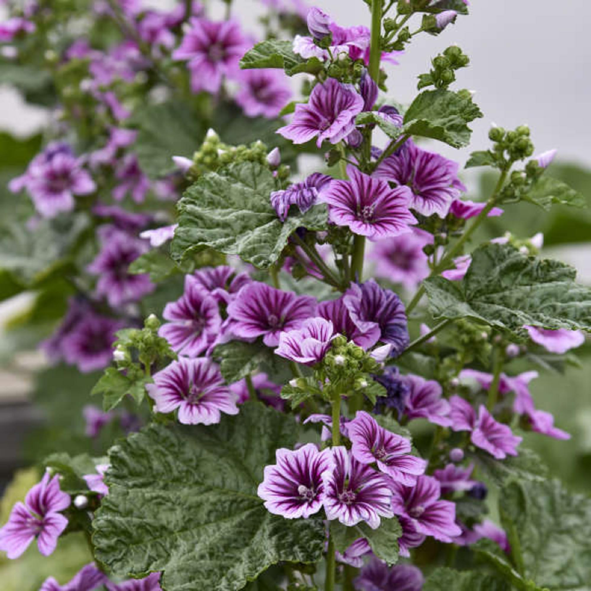 Tall High Mallow Seeds | Ornamental Flower Garden Seeds