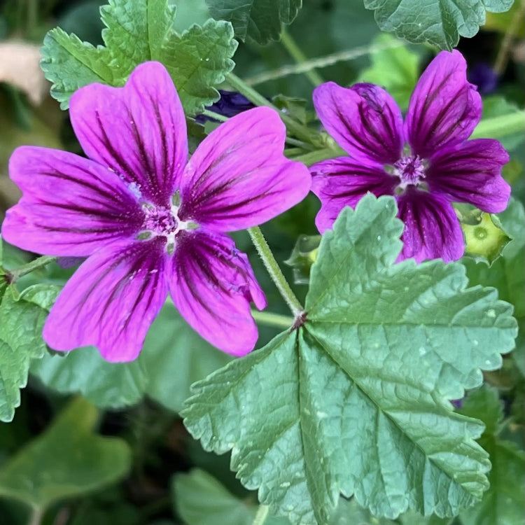 High Mallow Seeds – Tall
