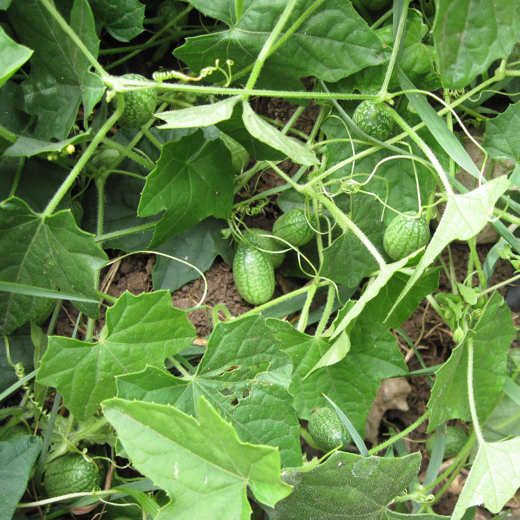High Yield Cucamelon Seeds