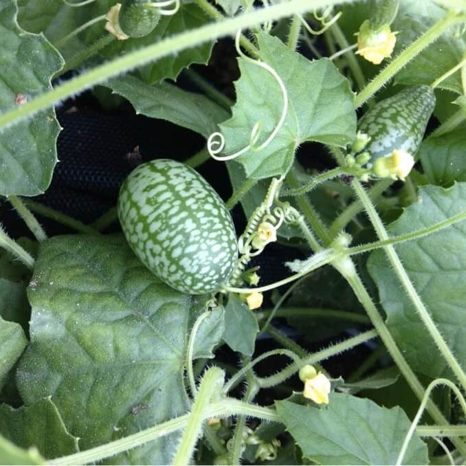 High Yield Cucamelon Seeds