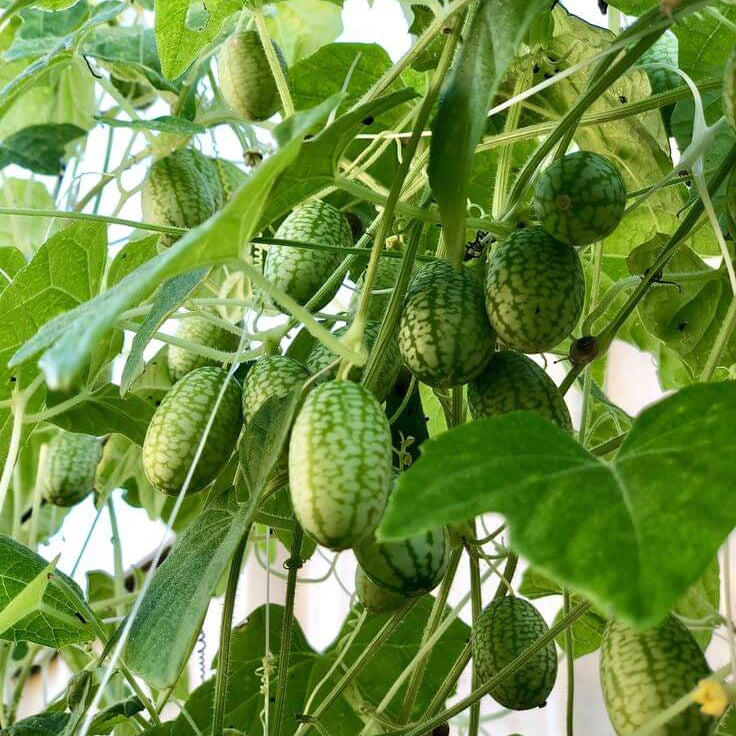 High Yield Cucamelon Seeds