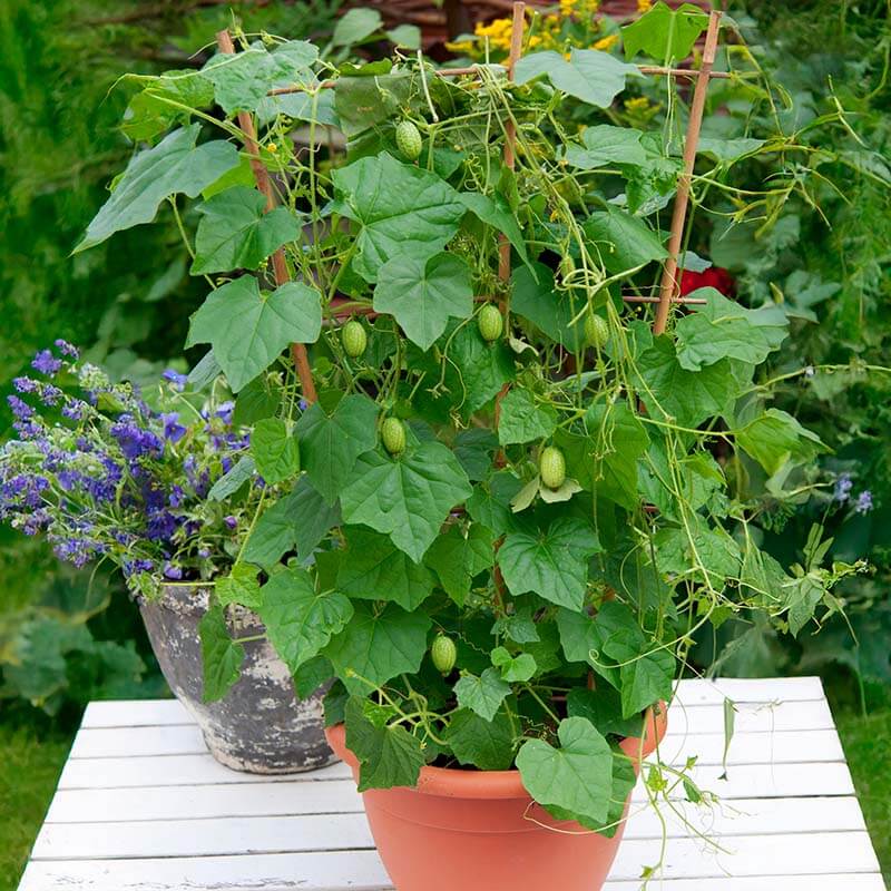 High Yield Cucamelon Seeds