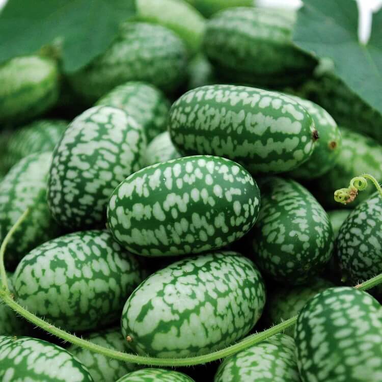 High Yield Cucamelon Seeds