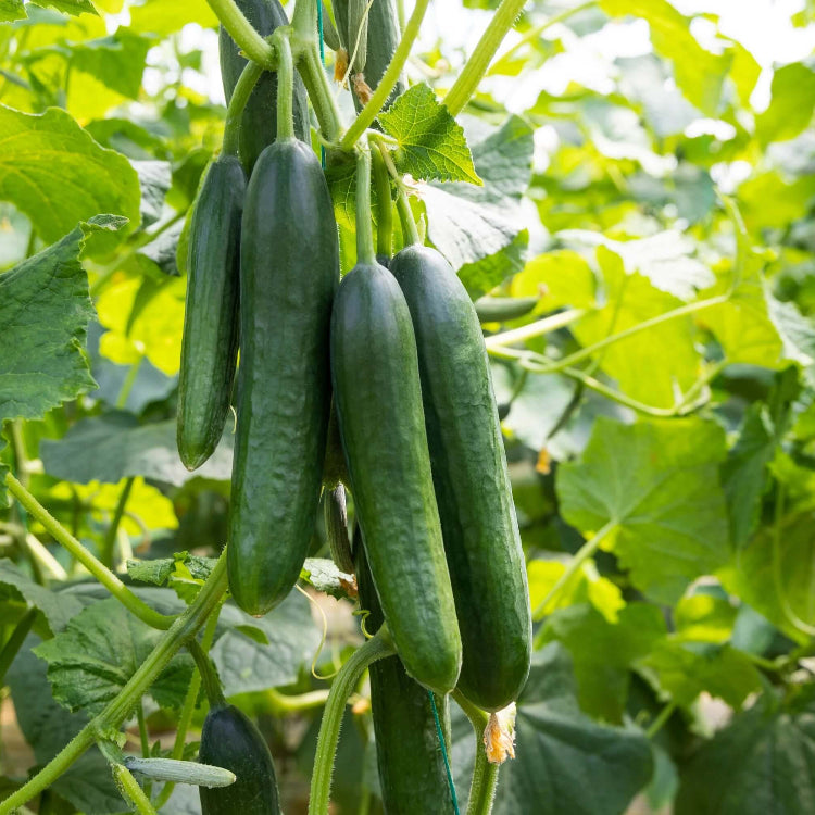 High Yield Cucumber Seeds