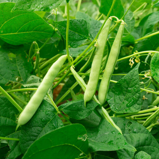 High Yield Drought Bean Seeds - Vegetable Plant