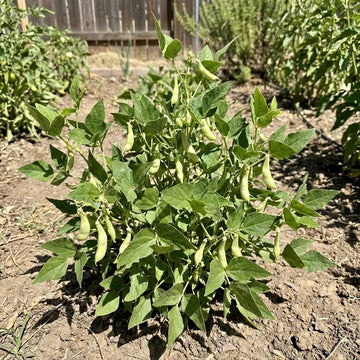High Yield Drought Bean Seeds - Vegetable Plant