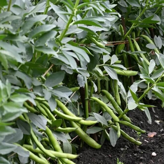High Yield Drought Bean Seeds - Vegetable Plant