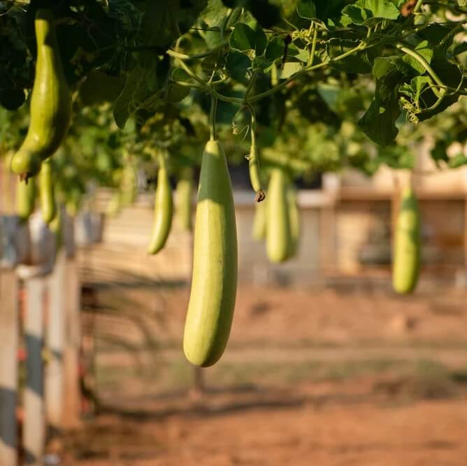 High Yield Gourd Seeds