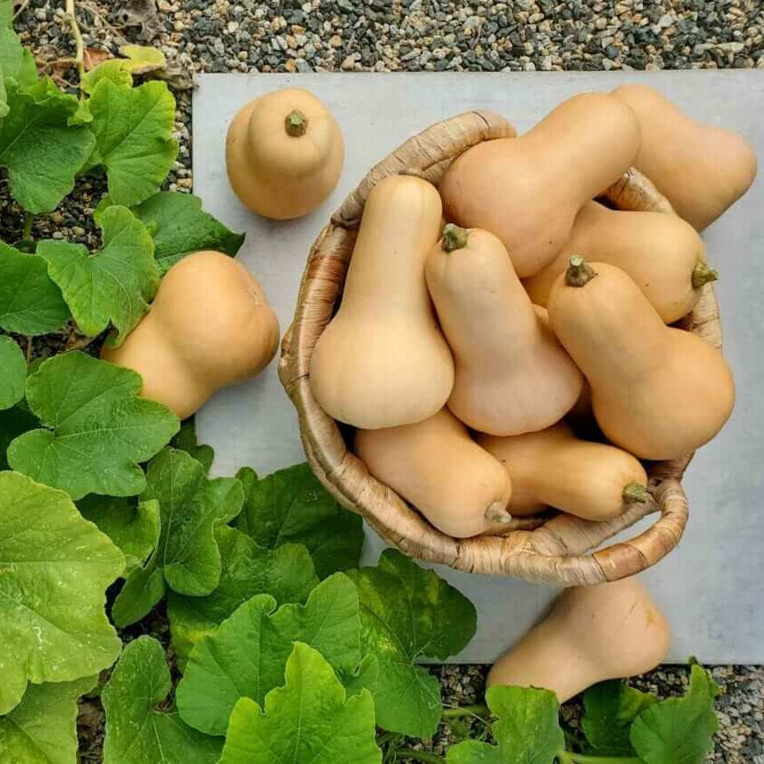 High Yield Winter Squash Seeds - Vegetable Plant
