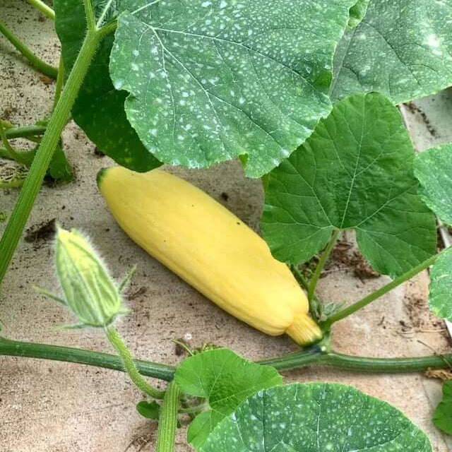 High Yield Winter Squash Seeds - Vegetable Plant