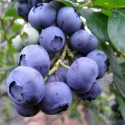  Highbush Blueberry Seeds-Southern