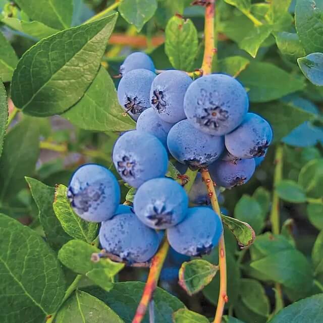 Southern Highbush Blueberry Seeds