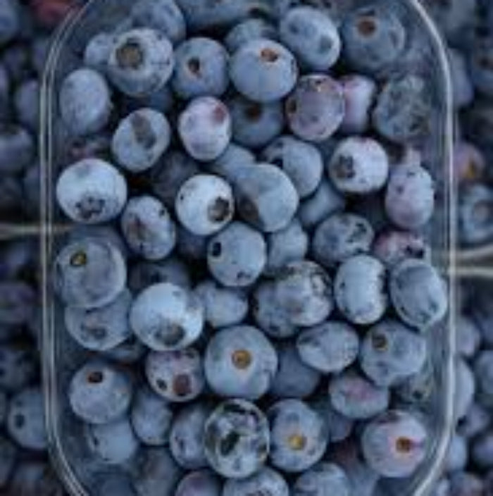  Highbush Blueberry Seeds-Southern