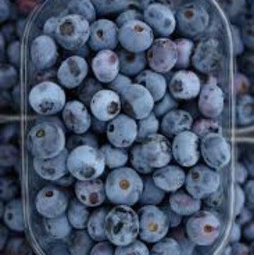  Highbush Blueberry Seeds-Southern