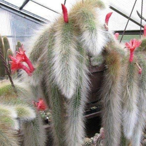 Hildewintera Cleistocactus Seeds
