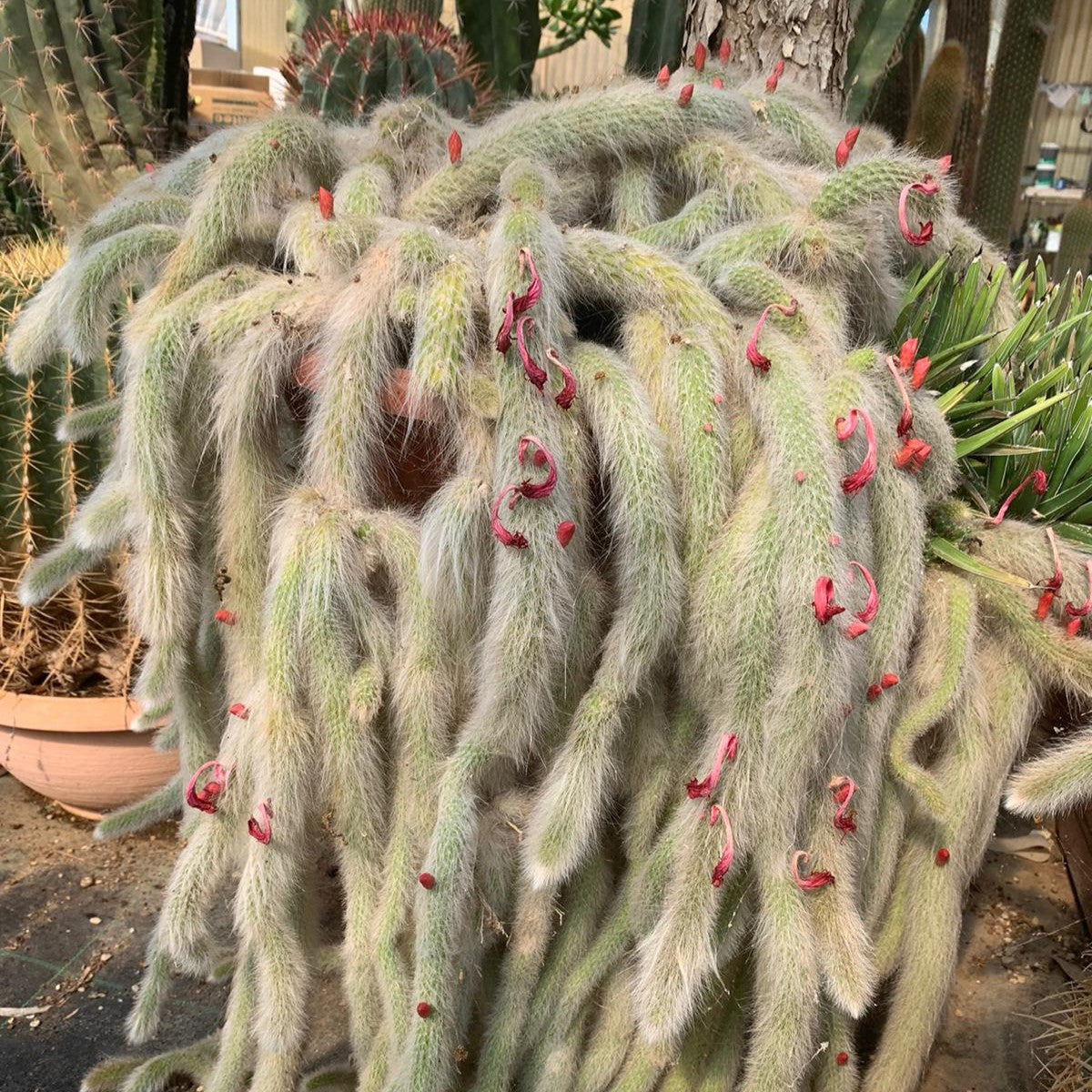 Hildewintera Cleistocactus Seeds
