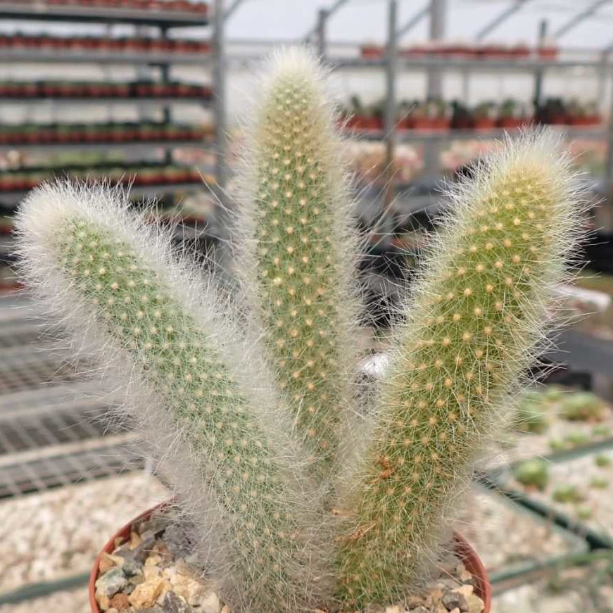 Hildewintera Cleistocactus Seeds
