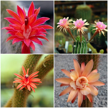 Hildewintera Seeds -  All In One For Home Gardens