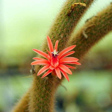 Hildewintera Seeds -  All In One For Home Gardens