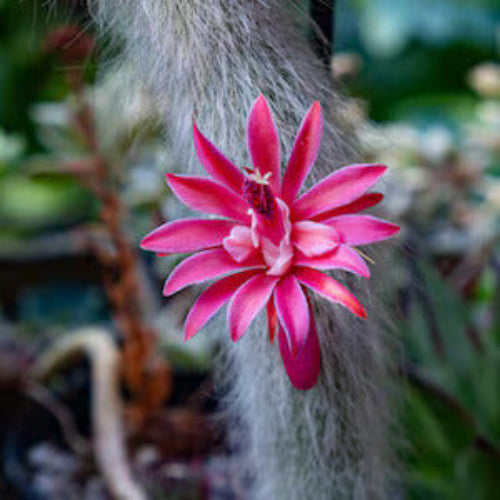 Hildewintera colademononis Seeds – Monkey Tail