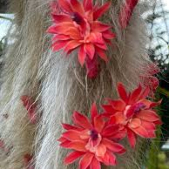 Hildewintera colademononis Seeds – Monkey Tail