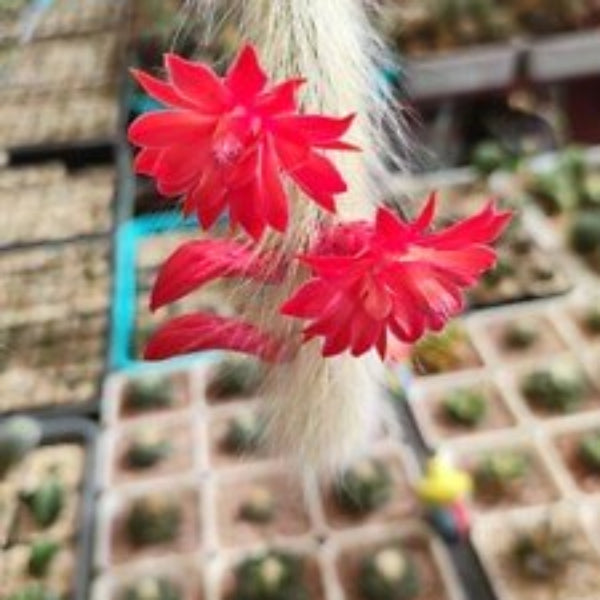 Hildewintera winteri Seeds – Fragrant