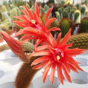 Hildewintera winteri Seeds – Fragrant