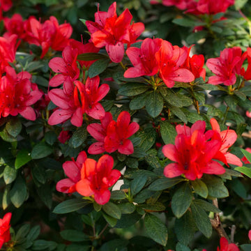 Hino crmsion Azalea Seeds