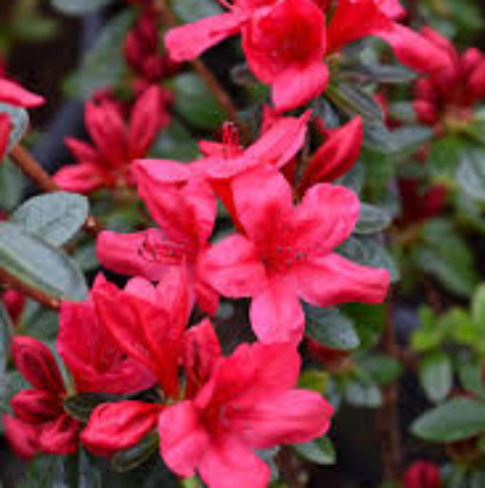 Hino crmsion Azalea Seeds